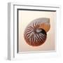 Nautilus-Tom Artin-Framed Art Print