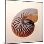 Nautilus-Tom Artin-Mounted Art Print