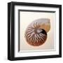 Nautilus-Tom Artin-Framed Giclee Print