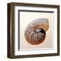 Nautilus-Tom Artin-Framed Giclee Print