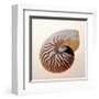 Nautilus-Tom Artin-Framed Giclee Print