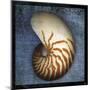 Nautilus-John Golden-Mounted Art Print