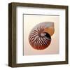 Nautilus-Tom Artin-Framed Art Print