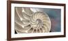 Nautilus-Andrew Levine-Framed Giclee Print