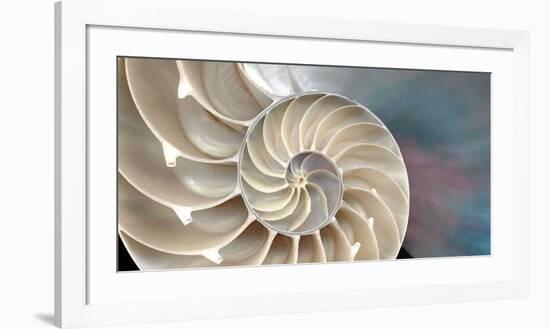 Nautilus-Andrew Levine-Framed Giclee Print