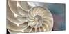 Nautilus-Andrew Levine-Mounted Giclee Print