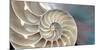 Nautilus-Andrew Levine-Mounted Art Print