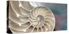 Nautilus-Andrew Levine-Stretched Canvas