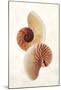 Nautilus-Glen and Gayle Wans-Mounted Giclee Print