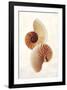 Nautilus-Glen and Gayle Wans-Framed Giclee Print