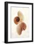 Nautilus-Glen and Gayle Wans-Framed Giclee Print