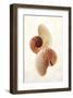 Nautilus-Glen and Gayle Wans-Framed Giclee Print