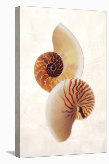 Nautilus-Glen and Gayle Wans-Stretched Canvas