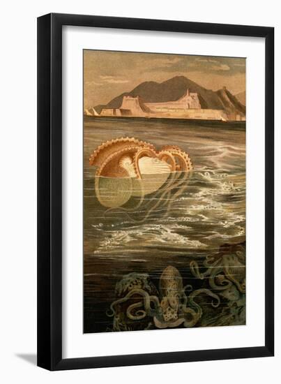 Nautilus-F.W. Kuhnert-Framed Art Print