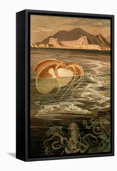 Nautilus-F.W. Kuhnert-Framed Stretched Canvas