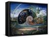 Nautilus-Josephine Wall-Framed Stretched Canvas