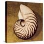 Nautilus-Caroline Kelly-Stretched Canvas