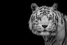Laminate