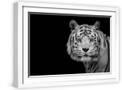 White Frame
