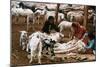 Navajo Family: Shearing-null-Mounted Giclee Print