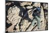 Naval Air Crewmen Is Lowered in a Rescue Hoist from an Mh-60S Sea Hawk-null-Mounted Photographic Print