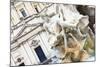 Navona Square, Fontana Dei Fiumi by Gian Lorenzo Bernini-Stefano Amantini-Mounted Photographic Print