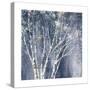 Navy Blue Birch Flipped-Julia Purinton-Stretched Canvas