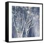 Navy Blue Birch Flipped-Julia Purinton-Framed Stretched Canvas