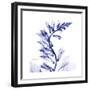 Navy Foxglove-Albert Koetsier-Framed Premium Giclee Print