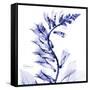 Navy Foxglove-Albert Koetsier-Framed Stretched Canvas