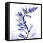 Navy Foxglove-Albert Koetsier-Framed Stretched Canvas