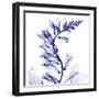 Navy Foxglove-Albert Koetsier-Framed Art Print