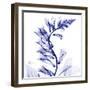 Navy Foxglove-Albert Koetsier-Framed Premium Giclee Print