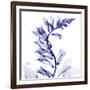 Navy Foxglove-Albert Koetsier-Framed Art Print