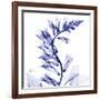 Navy Foxglove-Albert Koetsier-Framed Art Print