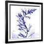 Navy Foxglove-Albert Koetsier-Framed Art Print