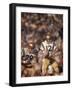 Navy QB Roger Staubach in Action Against University of Texas at the Cotton Bowl-George Silk-Framed Premium Photographic Print