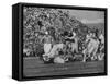 Navy Quaterback, George Welsh, Trying to Recover from Being Tackled, During Army-Navy Game-John Dominis-Framed Stretched Canvas