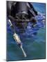 Navy Seal Combat Swimmer-Stocktrek Images-Mounted Photographic Print