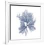 Navy Seaweed III-Vision Studio-Framed Art Print