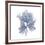 Navy Seaweed III-Vision Studio-Framed Art Print