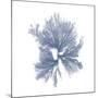 Navy Seaweed III-Vision Studio-Mounted Art Print