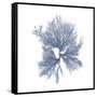 Navy Seaweed III-Vision Studio-Framed Stretched Canvas