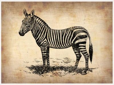 Vintage Zeebra Prints - NaxArt | AllPosters.com