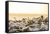 Nazca boobies, Espanola Island, Galapagos Islands, Ecuador, South America-Laura Grier-Framed Stretched Canvas