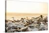 Nazca boobies, Espanola Island, Galapagos Islands, Ecuador, South America-Laura Grier-Stretched Canvas