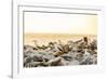 Nazca boobies, Espanola Island, Galapagos Islands, Ecuador, South America-Laura Grier-Framed Photographic Print