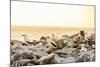 Nazca boobies, Espanola Island, Galapagos Islands, Ecuador, South America-Laura Grier-Mounted Photographic Print