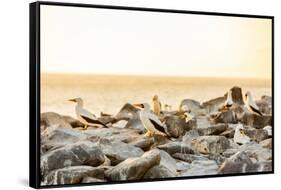 Nazca boobies, Espanola Island, Galapagos Islands, Ecuador, South America-Laura Grier-Framed Stretched Canvas