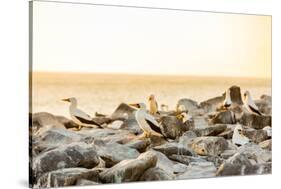 Nazca boobies, Espanola Island, Galapagos Islands, Ecuador, South America-Laura Grier-Stretched Canvas